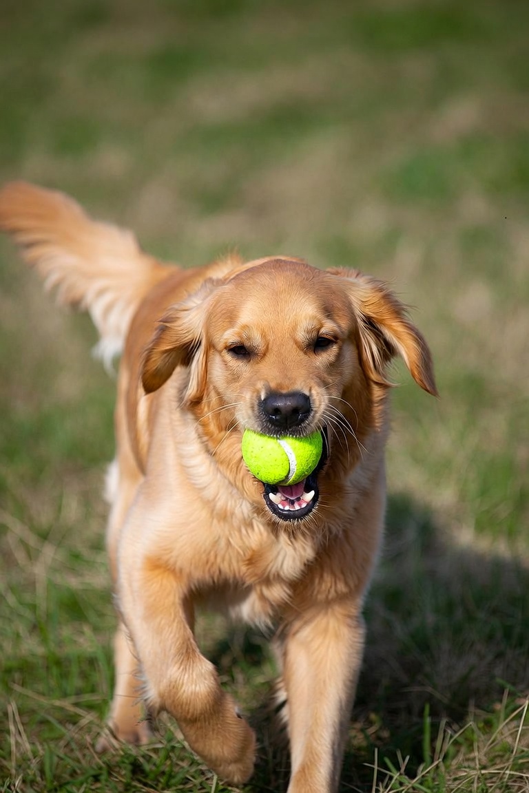 Best Durable Dog Toys for Heavy Chewers: What Actually Lasts Best Durable Dog Toys for Heavy Chewers: What Actually Lasts